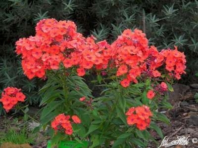 Phlox paniculata 'Orange Perfection', Vlambloem