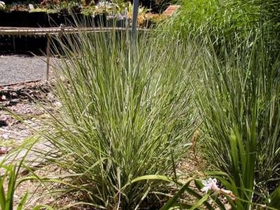 Calamagrostis acutiflora 'Overdam', Struisriet