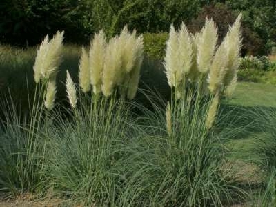 Cortaderia selloana, Pampasgras