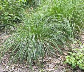 Deschampsia cespitosa, Smele