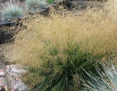 Deschampsia cespitosa 'Goldtau', Smele