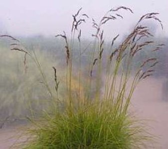 Deschampsia cespitosa 'Goldschleier', Smele