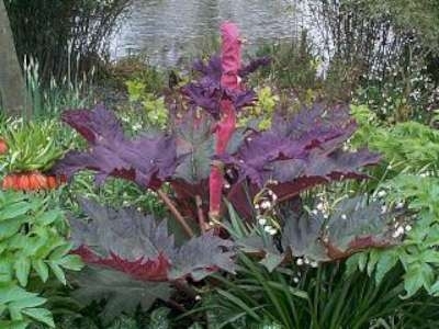 Rheum palmatum tanguticum, rabarber