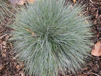 Festuca glauca, Zwenkgras