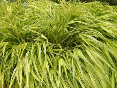 Hakonechloa macra 'Aureola' , Hakonechloa