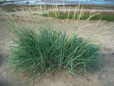 Leymus arenarius, Strandhaver