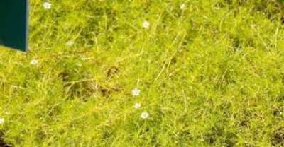 Sagina subulata 'Aurea', Vetmuur