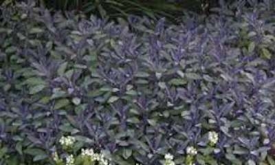 Salvia officinalis 'Purperascens', Sierlelie