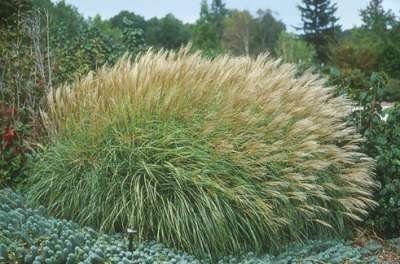 slijm plastic organiseren Chinees riet voordelig in tuincentrum van de kwekerij