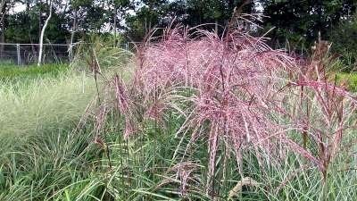 Miscanthus sinensis 'Flamingo', Chinees riet