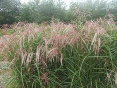 Miscanthus sinensis 'Graziella', Chinees riet
