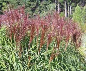 Miscanthus sinensis 'Malepartus', Chinees riet