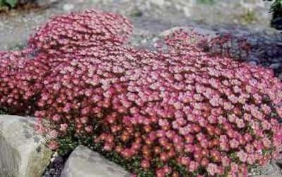 Saxifraga arendsii 'Purpurteppich', Steenbreek