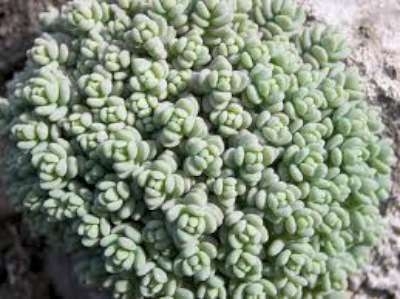 Sedum album, vetkruid