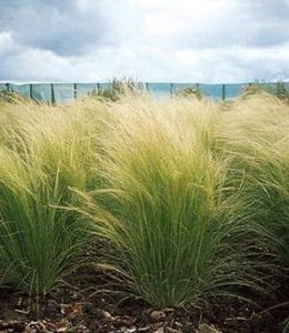 Stipa ten. 'Pony Tails' P9, Vedergras