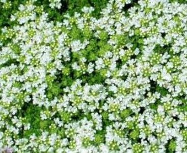 Thymus praecox 'Albiflorus', Siertijm