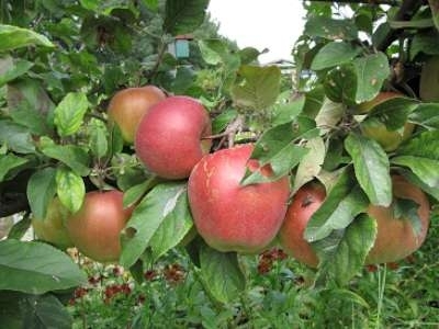 Malus 'Gloster', HOOGSTAM