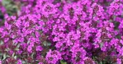 Thymus praecox 'Purple beauty', Siertijm