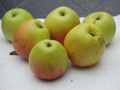 Malus 'James Grieve', STRUIK