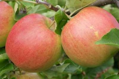 Malus 'Jonagold', STRUIK