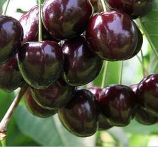 Prunus 'Bigarreau Noir', STRUIK