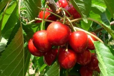 Prunus 'Hedelfinger Riesenkirsche', HOOGSTAM