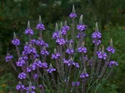Verbena hastata, Ijzerhard