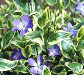 Vinca major 'Variegata', Grote maagdenpalm