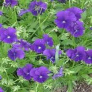 Viola cornuta 'Boughton Blue', Viooltje