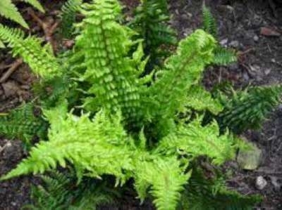 Dryopteris affinis, Geschubde Mannetjesvaren