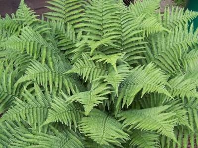 Dryopteris filix-mas, Mannetjesvaren