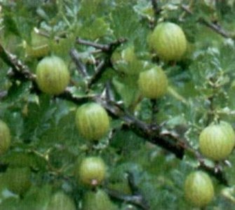 Ribes uva crispa 'Invicta', str3/4tak Witte stekelbes, Kruisbes