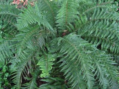 Polystichum aculeatum, Naaldvaren