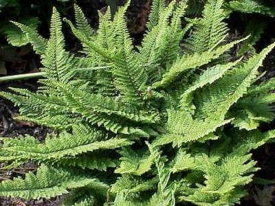 Polystichum setiferum, Naaldvaren