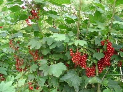 Ribes rubrum 'Jonkheer van Tets' 3L, Rode Bes