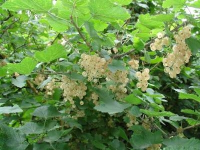 Ribes rubrum 'Witte Parel',  Witte Bes