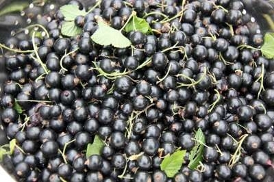 Ribes nigrum 'Titania',  Zwarte Bes