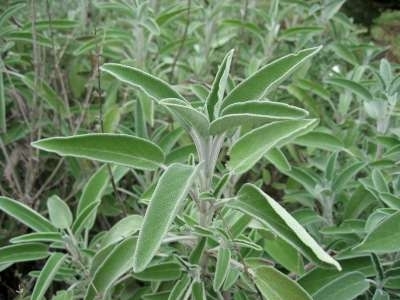 Salvia officinalis, Salie
