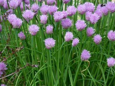 Allium schoenoprasum, Bieslook