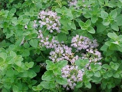 Origanum vulgare, Marjolein