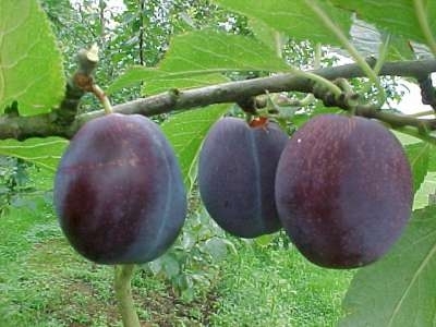 Prunus 'Bleu de Belgique', HALFSTAM