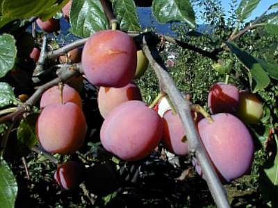 Prunus 'Victoria', HALFSTAM