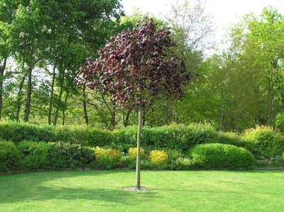 Acer plat. 'Faassen's Black', 8/10 Blote wortel, Noorse Esdoorn