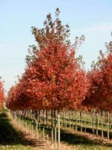 Acer rub. 'Scanlon', 8/10 Blote wortel, Esdoorn