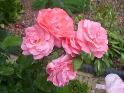 Rosa 'Queen Elisabeth', Blote wortel, Grootbloemige struikrozen