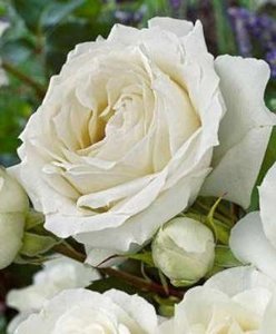 Rosa 'White Symphony', Blote wortel, Grootbloemige struikrozen