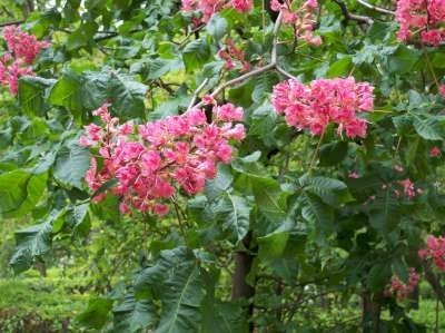 Aesculus car. 'Briotii', 8/10 Blote wortel, Rode Paardekastanje