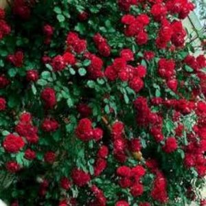 Rosa 'Paul's Scarlet Climber', Klimrozen