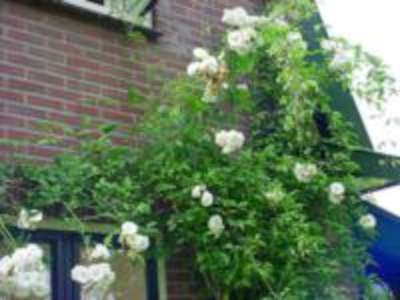 Rosa 'Schneewittchen Climbing', Klimrozen