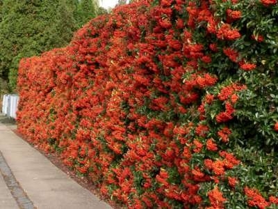 Pyracantha cocc. 'Red Column', 60-80 2L, Vuurdoorn